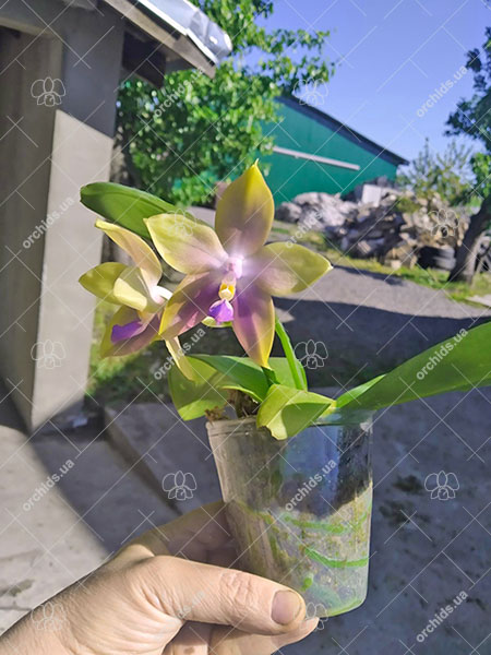 Phalaenopsis Mituo Princess 'Black Beauty' x (speciosa x Mituo Prince) 'Taro purple'.jpg