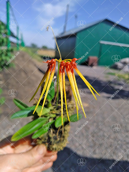 Bulbophyllum hirundinis.jpg