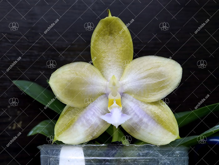 Phalaenopsis Tzu Chiang Tetralitz x Mituo Reflex Dragon.jpg