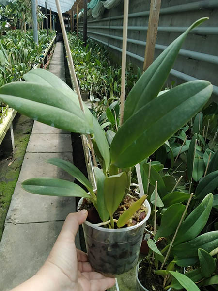 Cattleya warneri coerulea 'Suzuki' x schilleriana coerulea.jpg