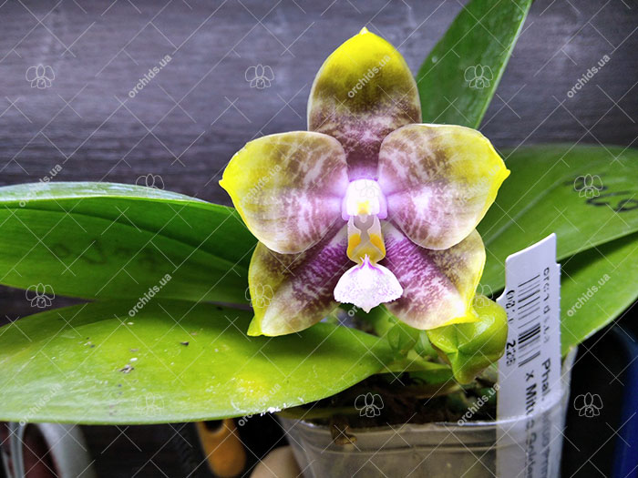 Phalaenopsis Mituo Princess 'Black Beauty' x Mituo Golden Tiger 'Green Tiger'.jpg