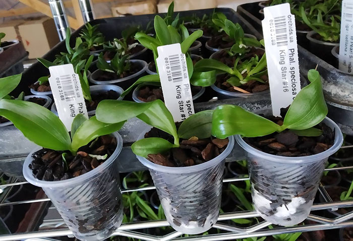 Phalaenopsis speciosa coerulea x GH King Star #16.jpg