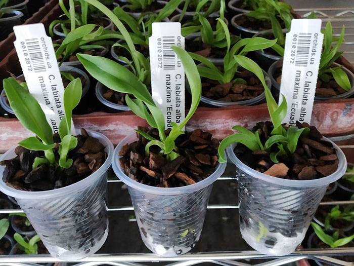 Cattleya labiata alba 'Aurora' x Cattleya maxima 'Ecuador'.jpg