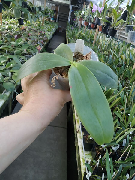 Phalaenopsis (Hsinying Fanjo x Mituo Sun) x gigantea.jpg