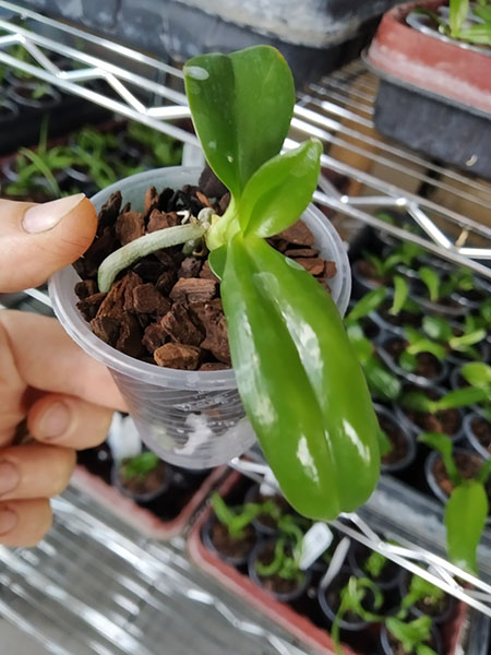 Phalaenopsis Chienlung Sweet Heart 'Green' x Phalaenopsis Mituo GH King Star #31.jpg