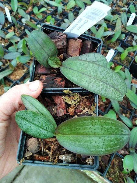 Phalaenopsis stuartiana yellow strain x Cassandra.jpg