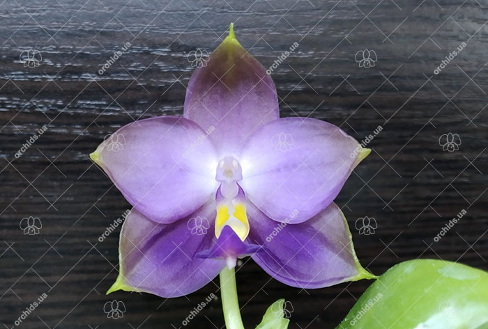 Phalaenopsis violacea indigo x Mituo Reflex Dragon 'Blue #2'.jpg