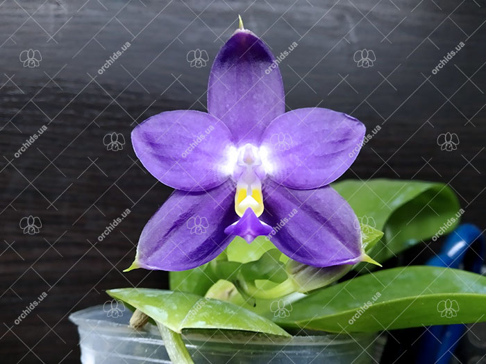 Phalaenopsis violacea indigo x Mituo Reflex Dragon 'Blue #2'.jpg