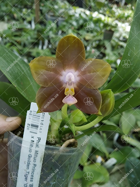 Phalaenopsis Mituo Princess 'Black Beauty' x Mituo Golden Tiger 'Green Tiger'.jpg