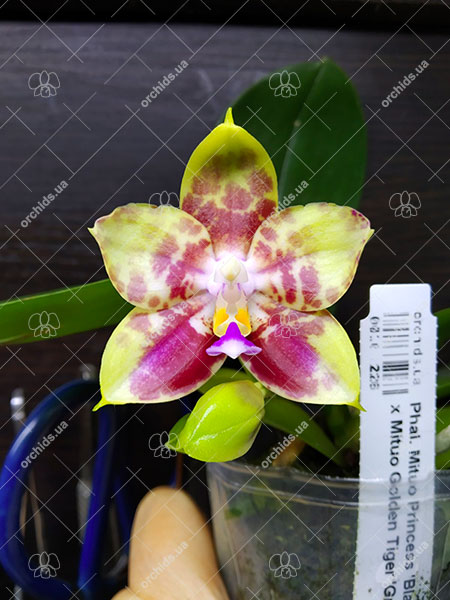 Phalaenopsis Mituo Princess 'Black Beauty' x Mituo Golden Tiger 'Green Tiger'.jpg