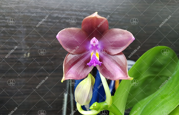 Phalaenopsis Mituo Princess 'Black Beauty' x (speciosa x Mituo Prince) 'Taro purple'.jpg