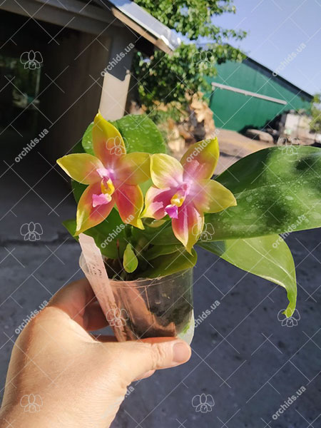 Phalaenopsis Mituo Princess 'Black Beauty' x (speciosa x Mituo Prince) 'Taro purple'.jpg