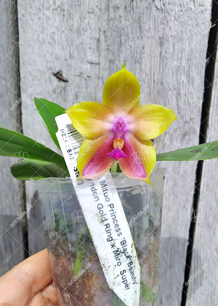 Phalaenopsis Mituo Princess 'Black Beauty' x (Lyndon Gold Ring x Miro Super Star).jpg