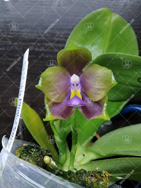 Phalaenopsis ('Emerald Bear' x LD Purple 3S) x Mituo GH King Star.jpg