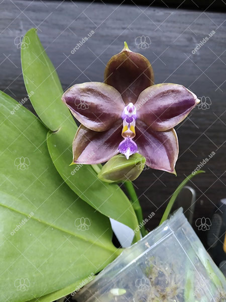 Phalaenopsis Mituo Princess 'Black Beauty' x (speciosa x Mituo Prince) 'Taro purple'.jpg