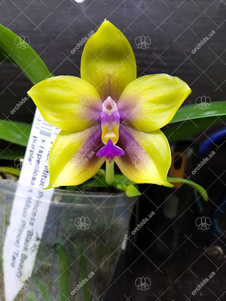 Phalaenopsis Mituo Princess 'Black Beauty' x (speciosa x Mituo Prince) 'Taro purple'.jpg