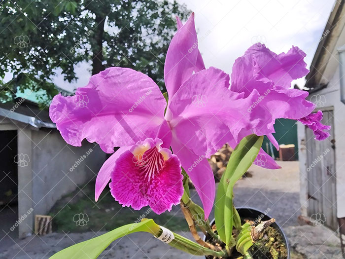 Cattleya lueddemanniana rubra 'W' x ('Fennel' x 'Maruja').jpg