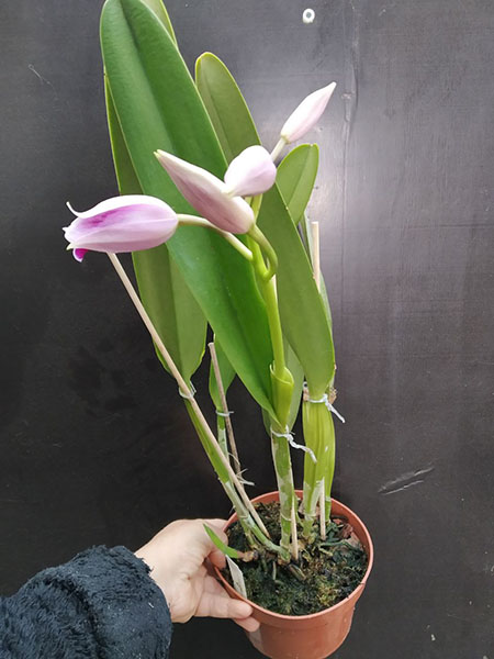 Laelia purpurata tipo x sanguinea.jpg