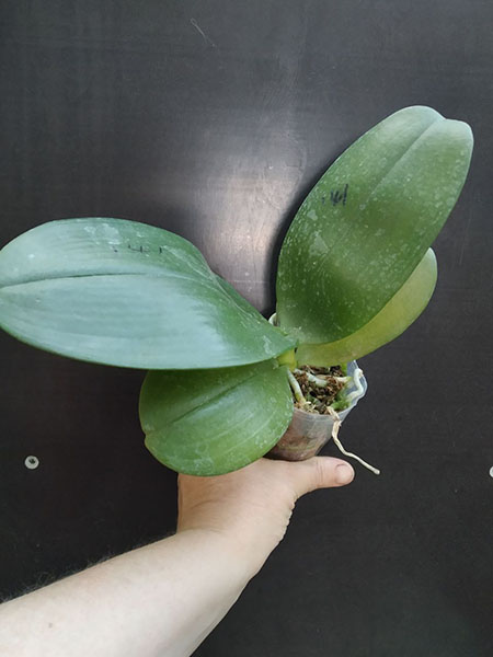 Phalaenopsis Mituo Gigan Dragon 'Litchi'.jpg