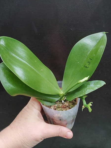 Phalaenopsis Mituo 24 Solar Terms 'Black Angel'.jpg