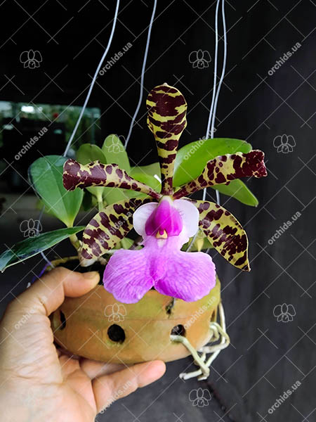 Cattleya aclandiae tipo (seedlings).jpg