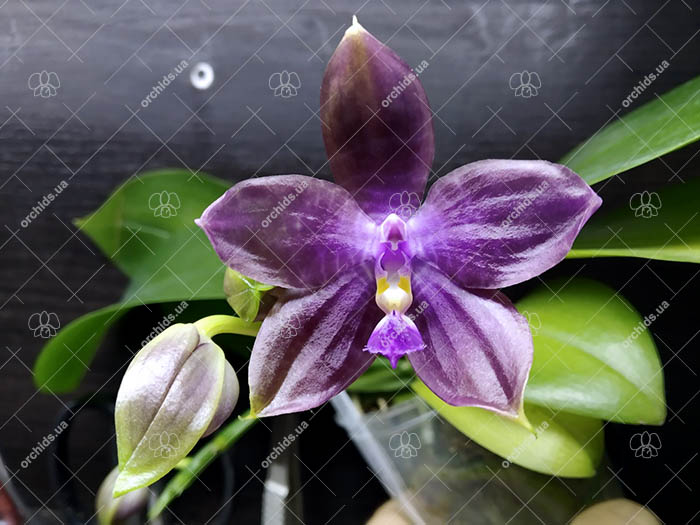 Phalaenopsis Mituo Princess 'Black Beauty' x (speciosa x Mituo Prince) 'Taro purple'.jpg