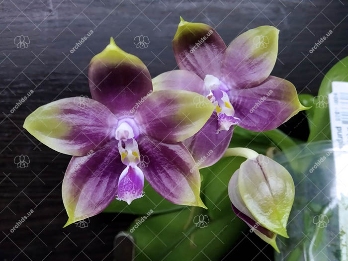 Phalaenopsis Mituo Princess 'Black Beauty' x (speciosa x Mituo Prince) 'Taro purple'.jpg