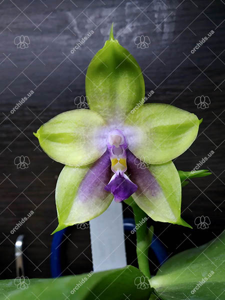 Phalaenopsis ('Emerald Bear' x LD Purple 3S) x Mituo GH King Star.jpg