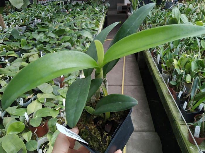 Cattleya Interglossa coerulea 'SVO Blue Splash' x Cattleya leopoldii coerulea 'Kathleen'.jpg