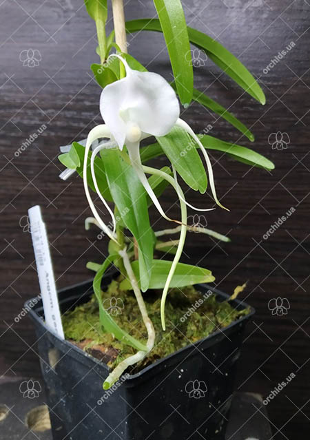 Angraecum germinyanum.jpg