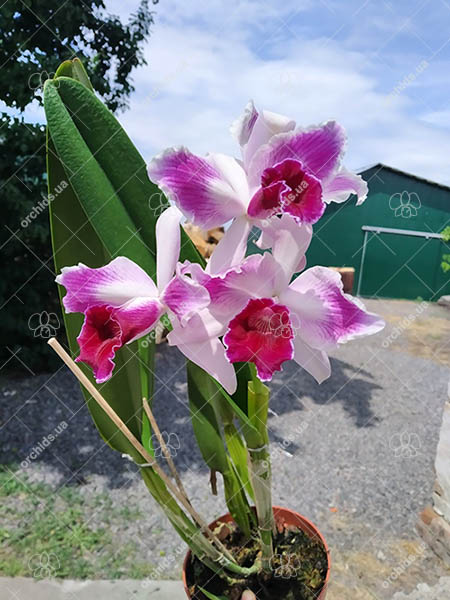 Laelia purpurata tipo x sanguinea.jpg