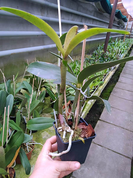 Cattleya Di Pozzi Tiziano coerulea x amethystoglossa coerulea.jpg