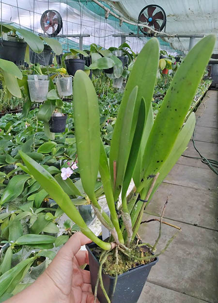 Cattleya eldorado alba 'Ouro Branco' x self.jpg