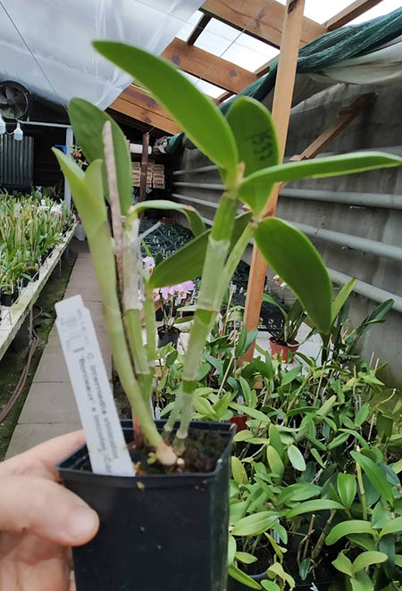 Cattleya intermedia vinicolor 'Bordeaux' x inicolor 'Carmenere'.jpg