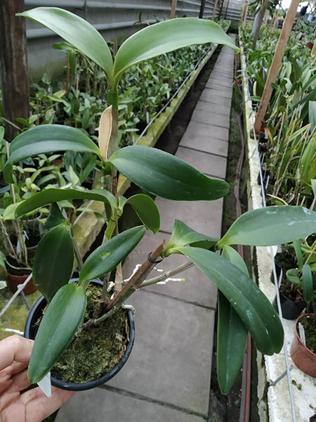 Cattleya intermedia tipo 'Xodozinho' x tipo 'Figueirinha II' (repeticao 742).jpg