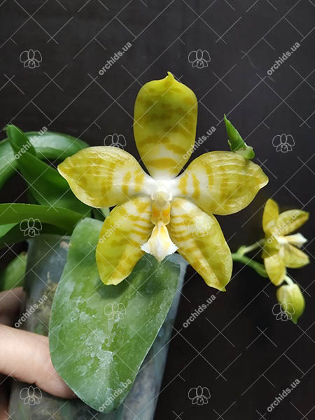 Phalaenopsis Yaphon 'Yellow Bomb' x Gelblieber flava.jpg