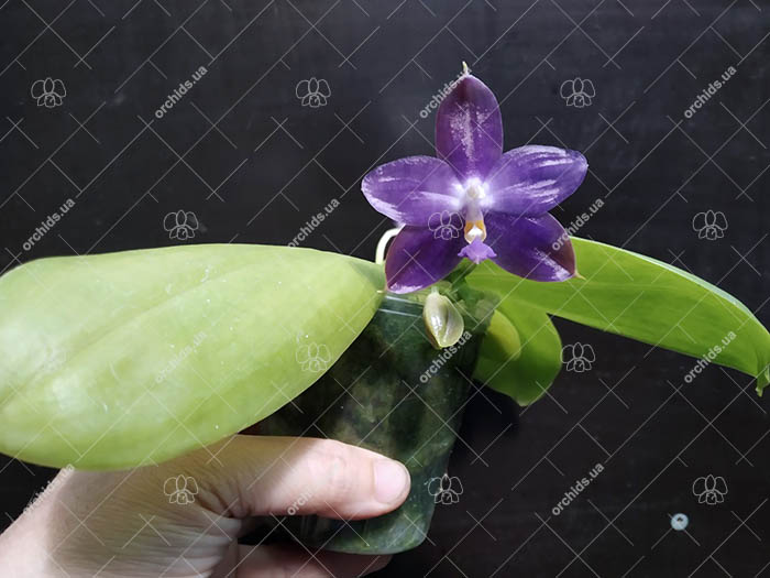 Phalaenopsis (Penang Violacea 'indigo' x Mituo Reflex Dragon 'Blue-2').jpg