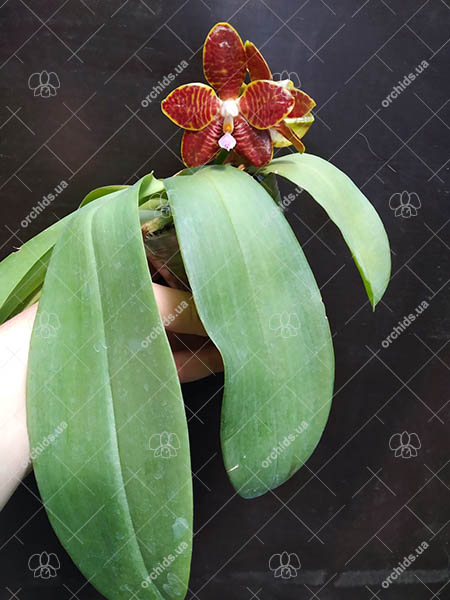 Phalaenopsis Joey 'Yu Fu' x Kung's Red Cherry 'Jon'.jpg
