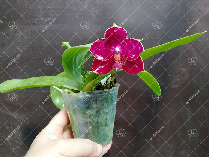 Phalaenopsis Kingfisher's Kaiulani Passion 'LD-Red' x Mituo Ambo 'Mituo #1'.jpg