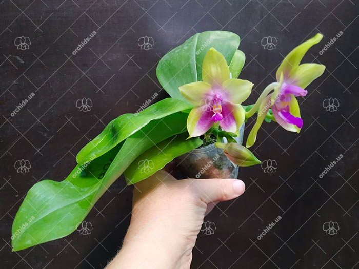 Phalaenopsis Mituo Princess 'Black Beauty' x (speciosa x Mituo Prince) 'Taro purple'.jpg