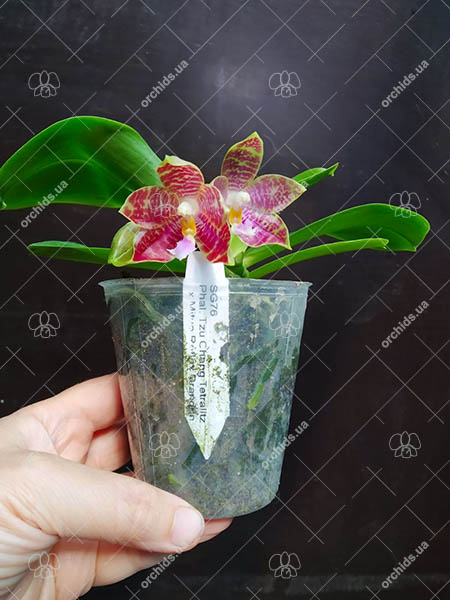 Phalaenopsis Tzu Chiang Tetralitz x Mituo Reflex Dragon.jpg