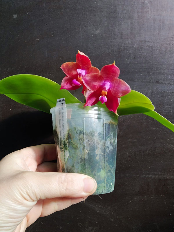 Phalaenopsis (Mituo Ambo x Miro Super Star).jpg