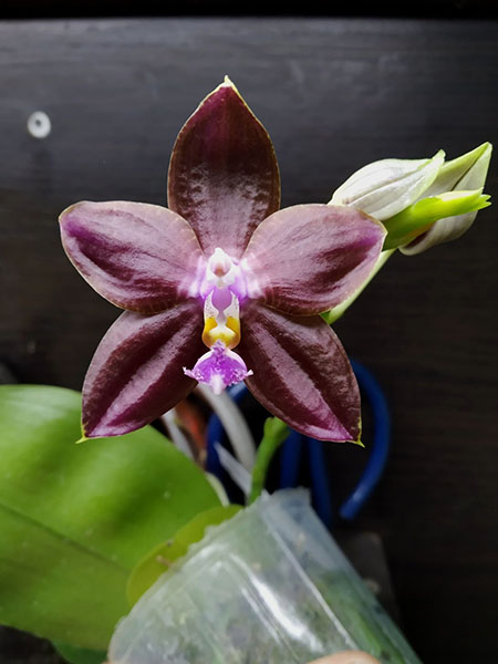 Phalaenopsis Mituo Princess 'Black Beauty' x (speciosa x Mituo Prince) 'Taro purple'.jpg