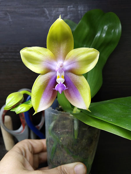 Phalaenopsis Mituo Princess 'Black Beauty' x (speciosa x Mituo Prince) 'Taro purple'.jpg