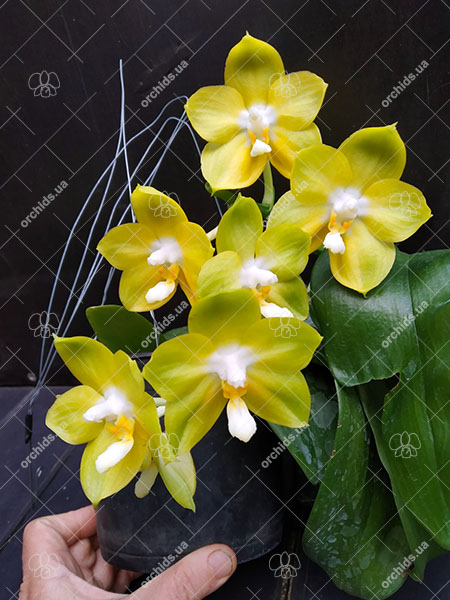 Phalaenopsis Joy Spring Canary 'Green'.jpg