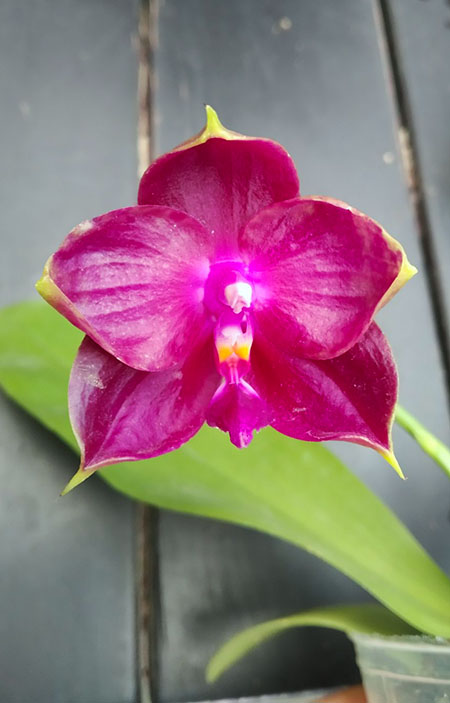 Phalaenopsis Kingfisher's Kaiulani Passion 'LD-Red' x Mituo Ambo 'Mituo #1'.jpg