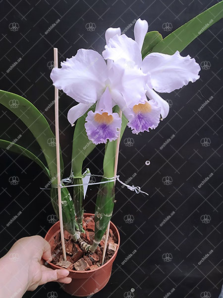 Cattleya trianae coerulea 'Caliman'.jpg