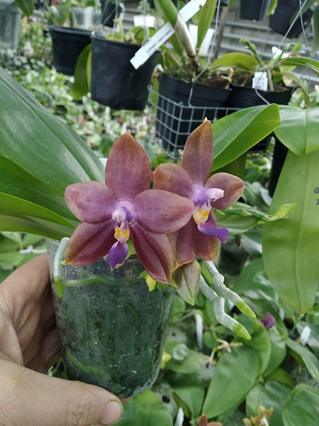 Phalaenopsis Mituo Princess 'Black Beauty' x (speciosa x Mituo Prince) 'Taro purple'.jpg