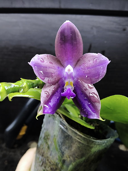 Phalaenopsis Mituo Princess 'Black Beauty' x (speciosa x Mituo Prince) 'Taro purple'.jpg