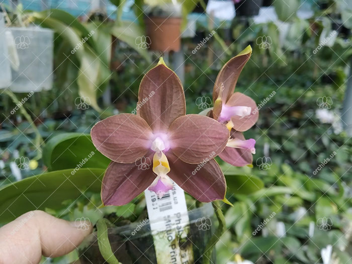 Phalaenopsis LD's Bear King 'Bronze' x Mituo Princess 'Blue'.jpg